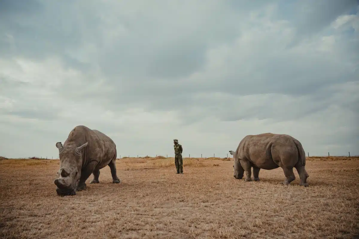 Northern white rhinos with caretaker by Mital Patel