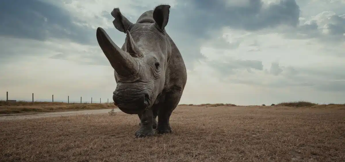 Northern white rhino by Mital Patel