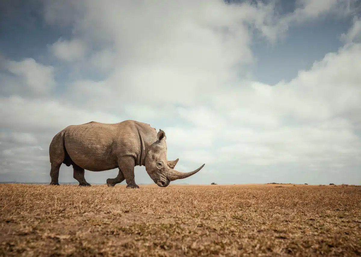 Northern white rhino by Mital Patel