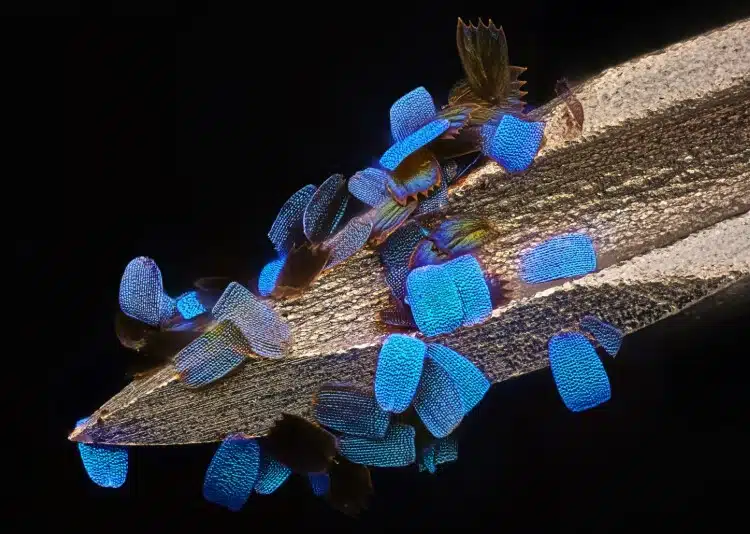 Wing scales of a butterfly (Papilio ulysses) on a medical syringe needle