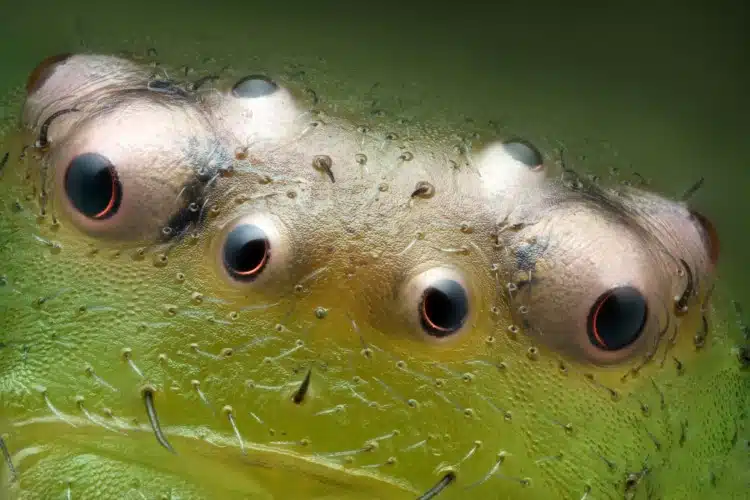 Image stack of green crab spider (Diaea dorsata) eyes