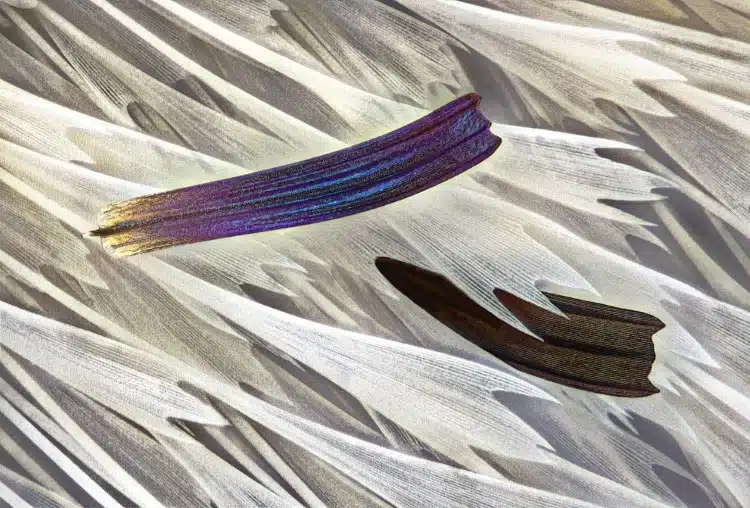 Darkfield image of isolated scales on Madagascan sunset moth wing (Chrysiridia ripheus), 