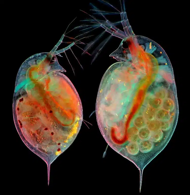 Darkfield image of two water fleas with embryos and eggs