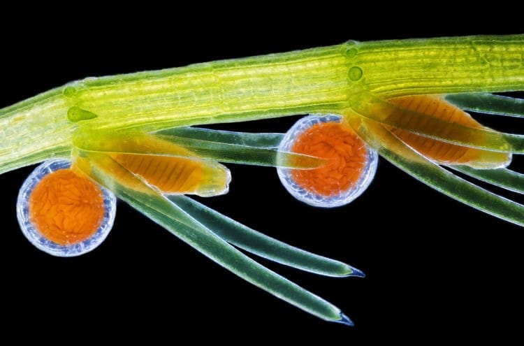 Darkfield image of male and female Stonewort algae (Chara virgata) reproductive organs