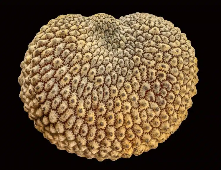 Photomicrography of Silene plant seed