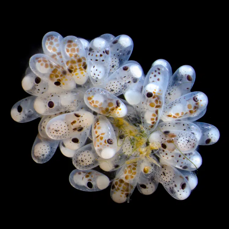 Stereomicroscopy of cluster of octopus (Octopus hummelincki) eggs