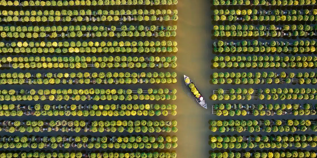 Picking Chrysanthemums on the water in Vietam