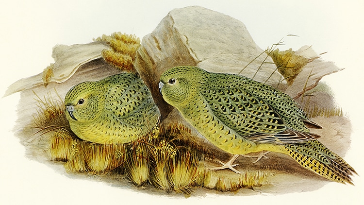 Indigenous Rangers and Researchers Find the Exceptional Night Parrot