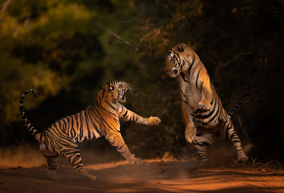 Fighting Bengal tigers