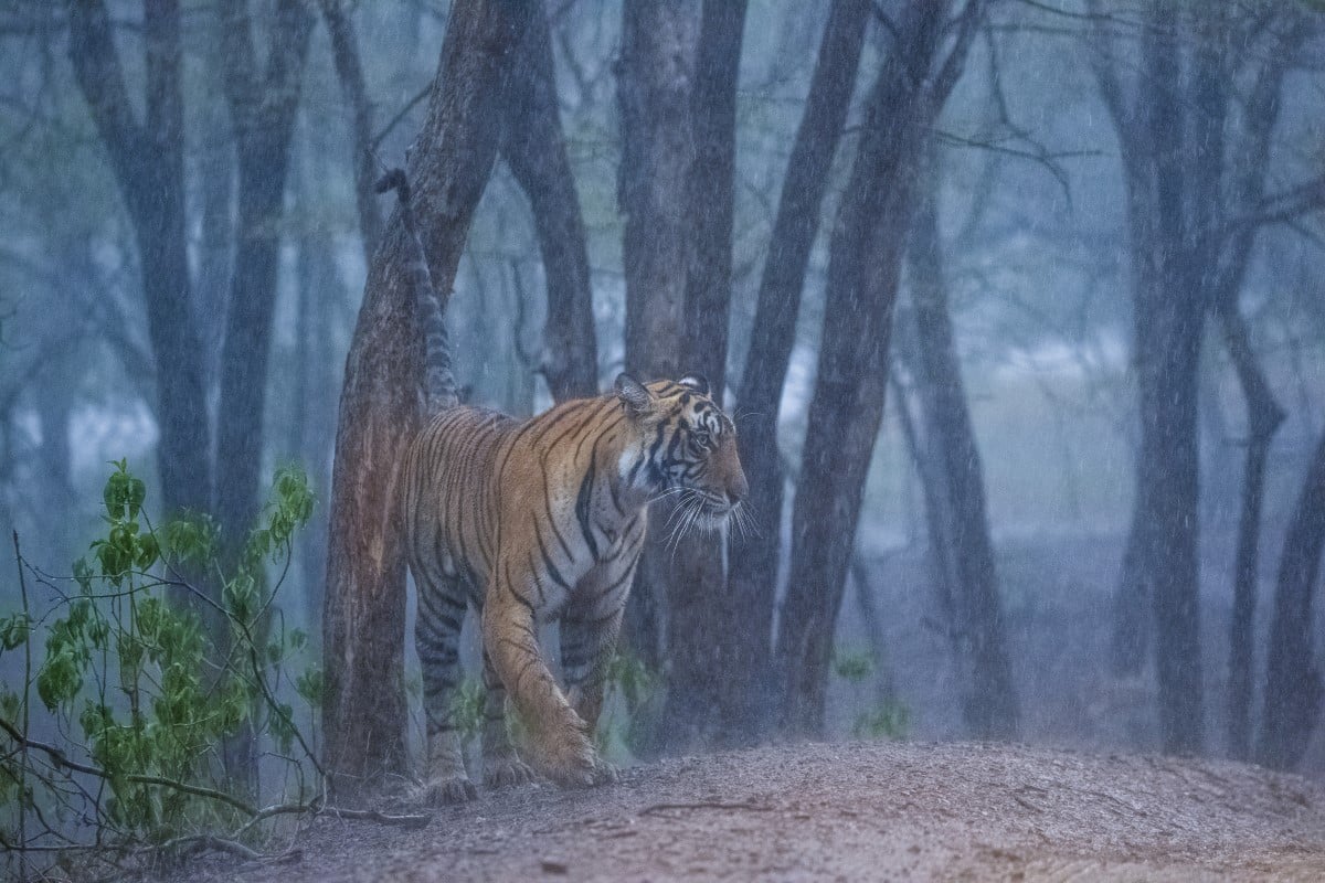 Bengal tiger walking in woods in Ranthambhore National Park