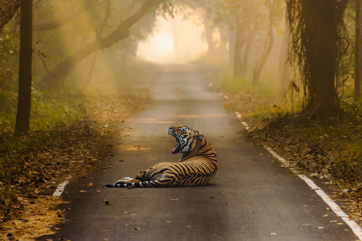 Tiger sitting in the middle of the road at Pilibhit Tiger Reserve