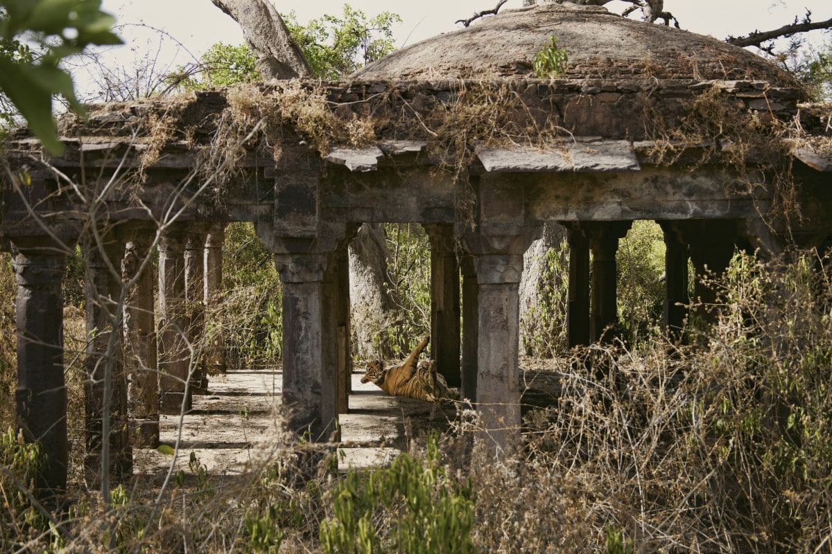 Bengal tiger at Ranthambhore