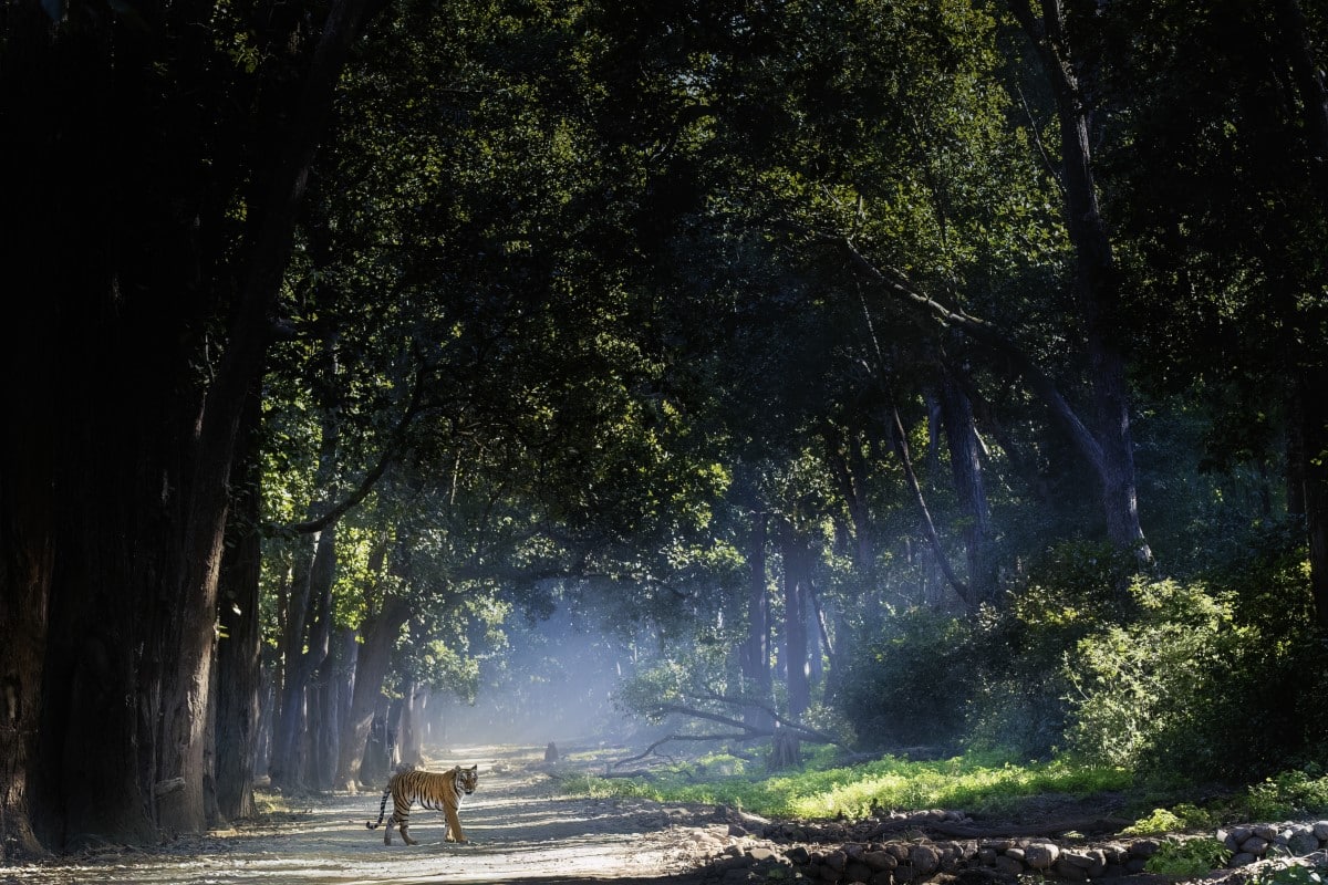 Bengal tiger walking in Jim Corbett National Park