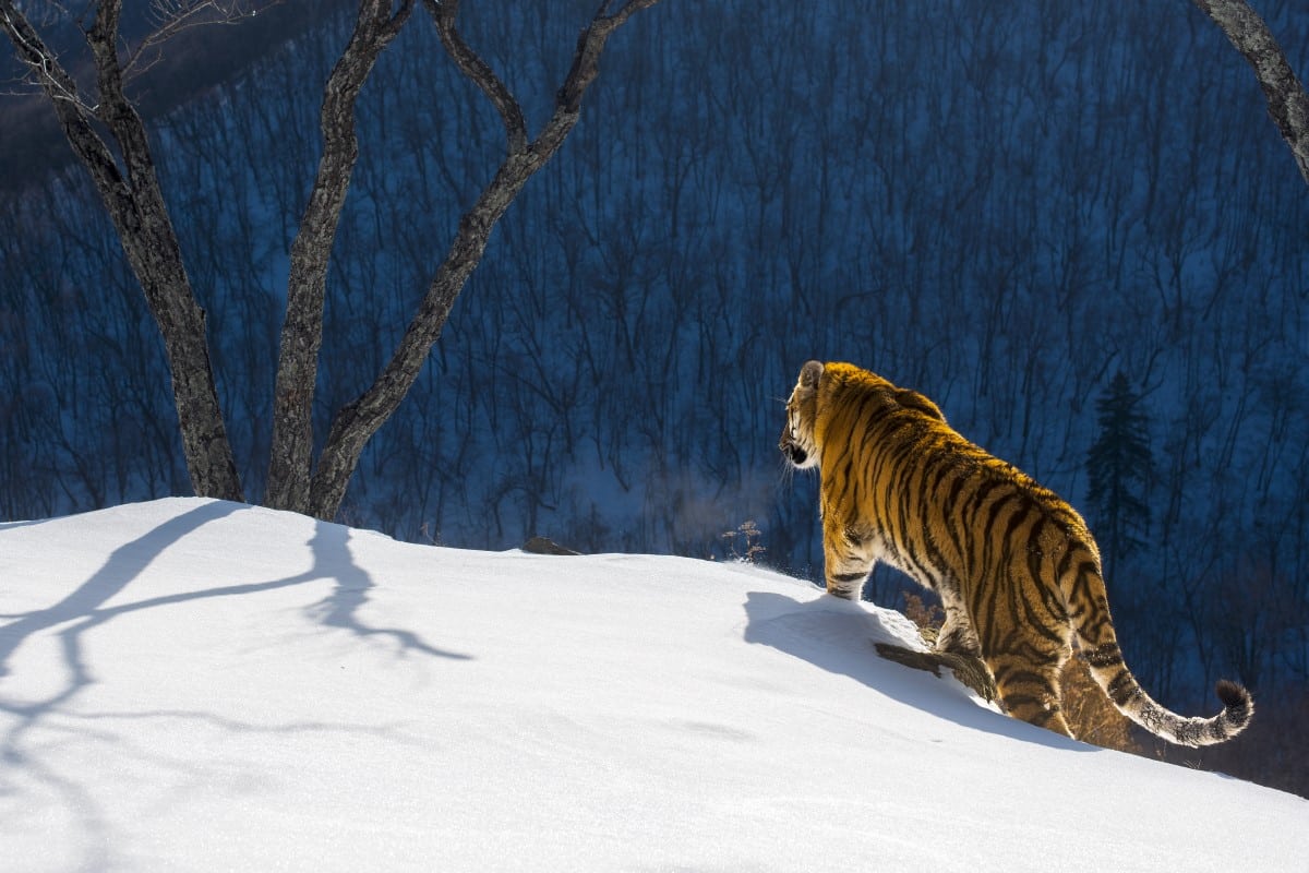 Siberian tiger in the snow