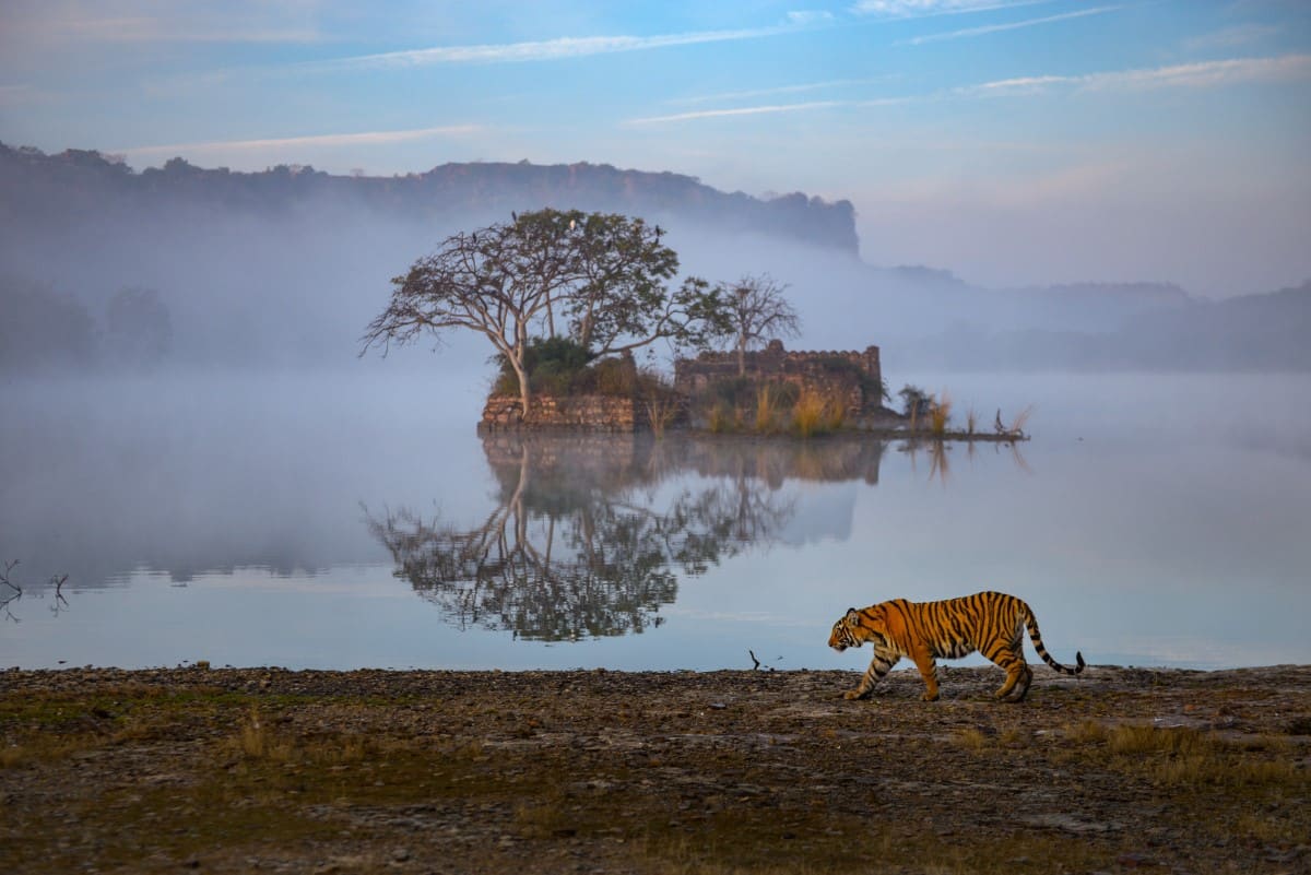 Bengal tiger walking in front of ruins at Ranthambhore National Park