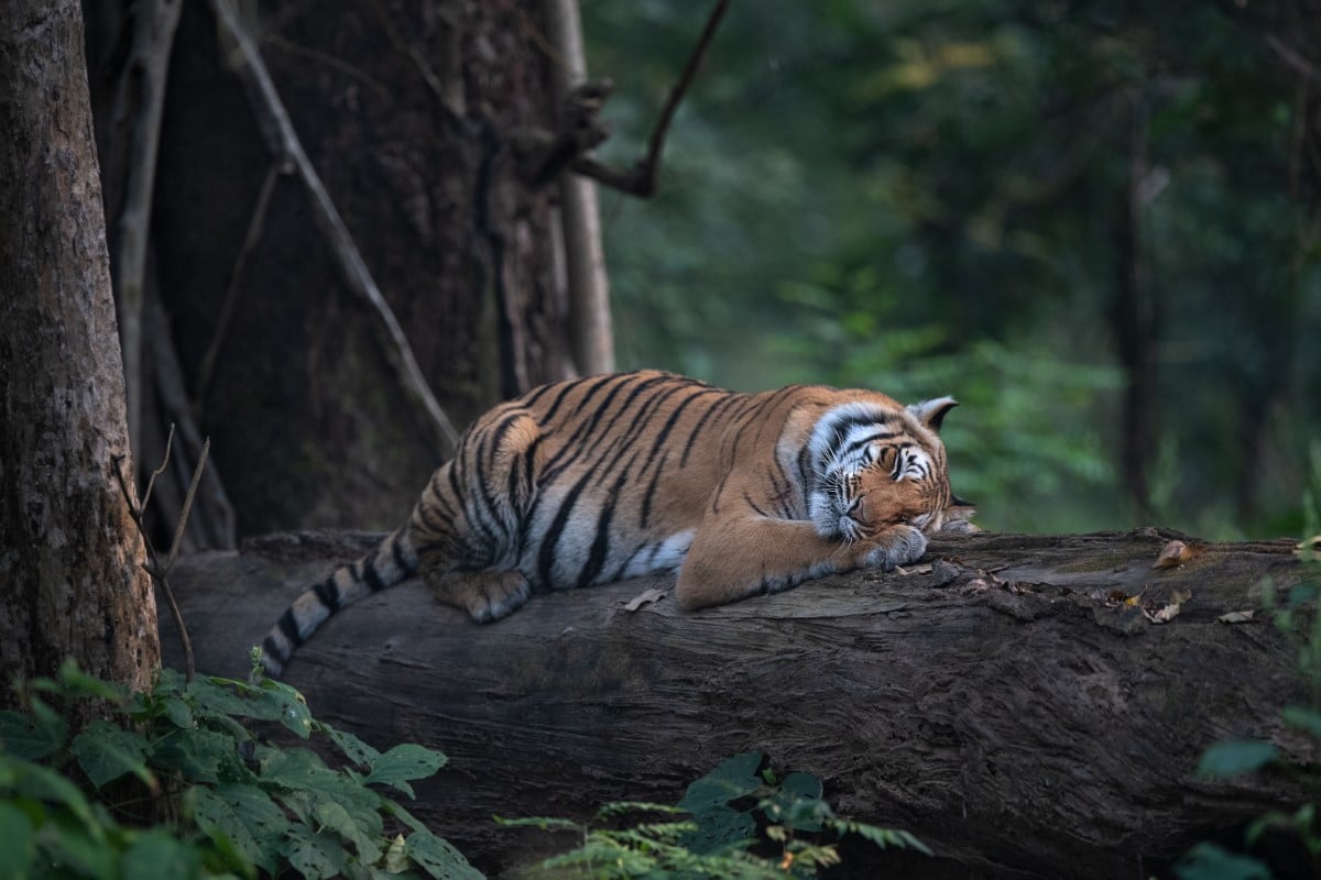 Female tiger resting on her paw on a tree