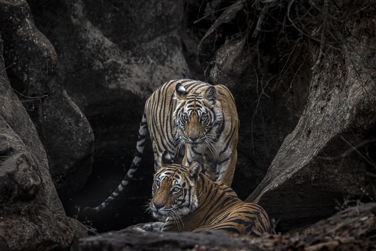 Tigers at Bandhavgarh National Park