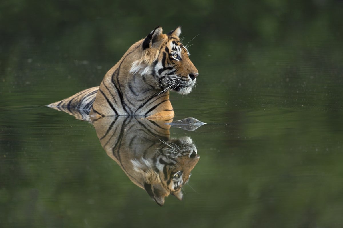 Tiger swimming in the water