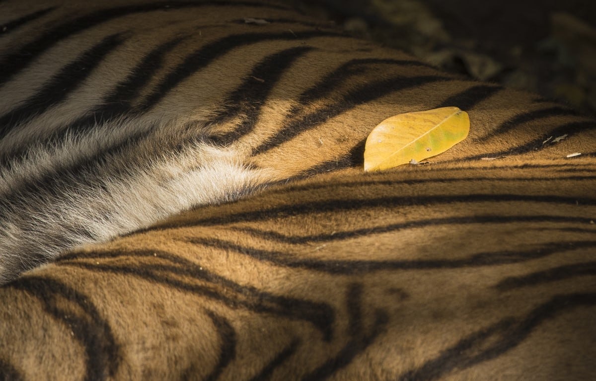 Close up on tiger fur