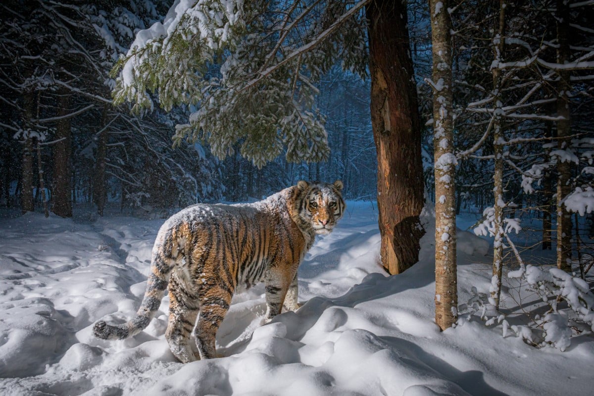 Siberian tiger in the snow