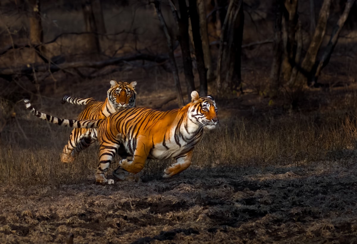 Bengal tigers chasing each other