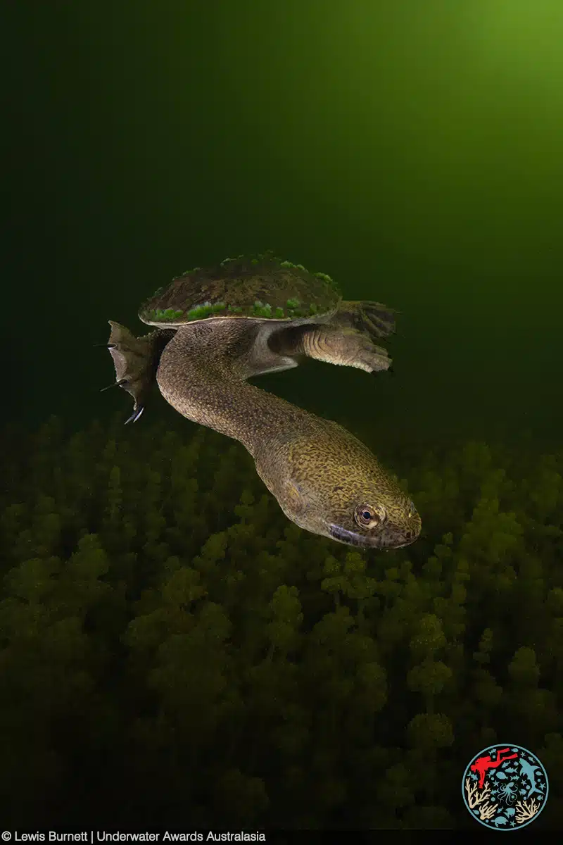 Snake-necked turtle underwater