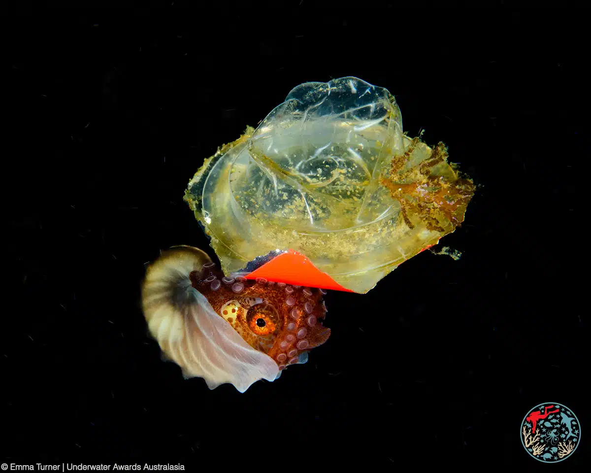 Blackwater photo of a Nautilus on yogurt lid