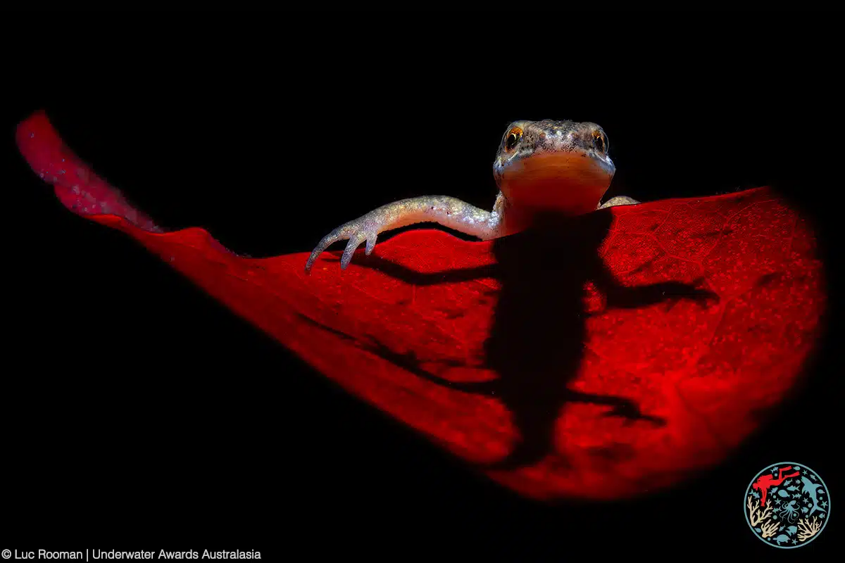 Salamander on a leaf