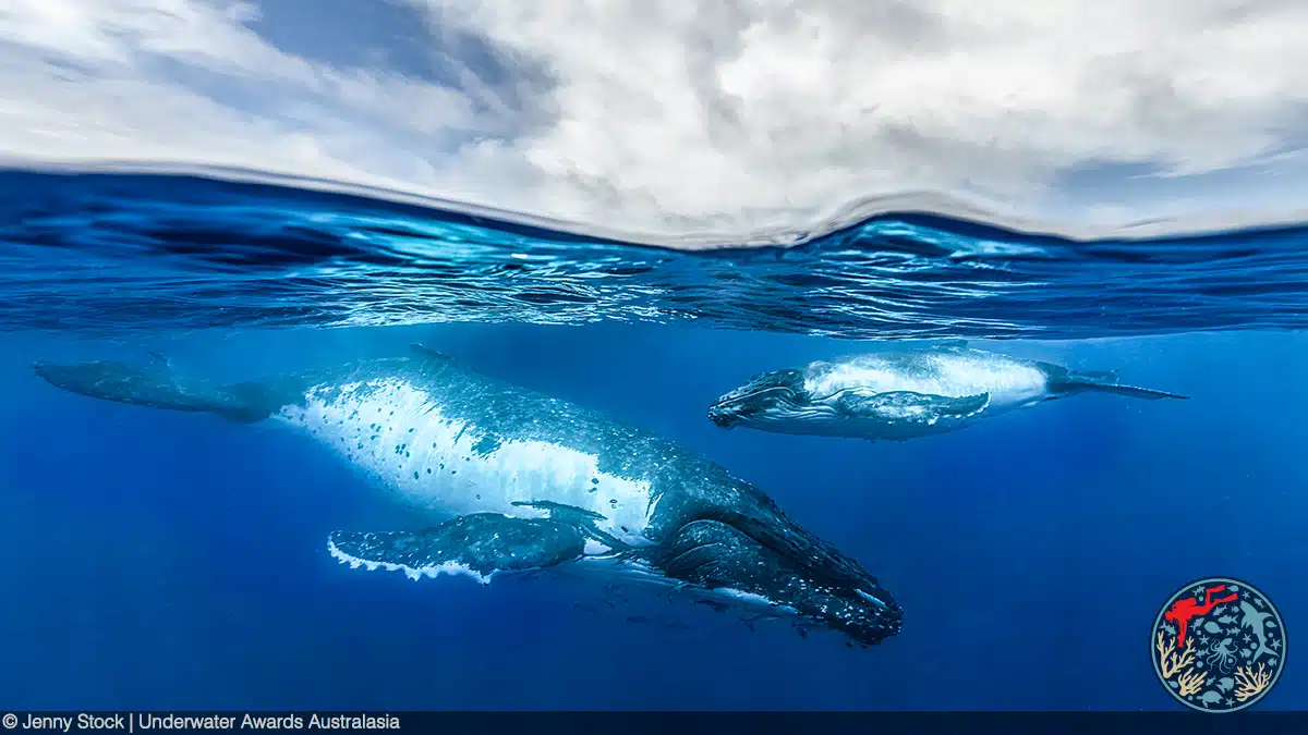 Humpback whale and her new young calf are resting just below the surface in the calm, warm waters of Vava’u.