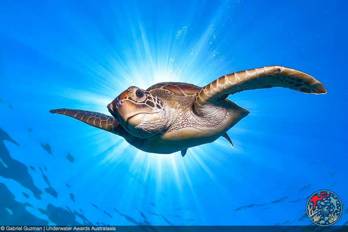 Green sea turtle underwater with sunburst behind it