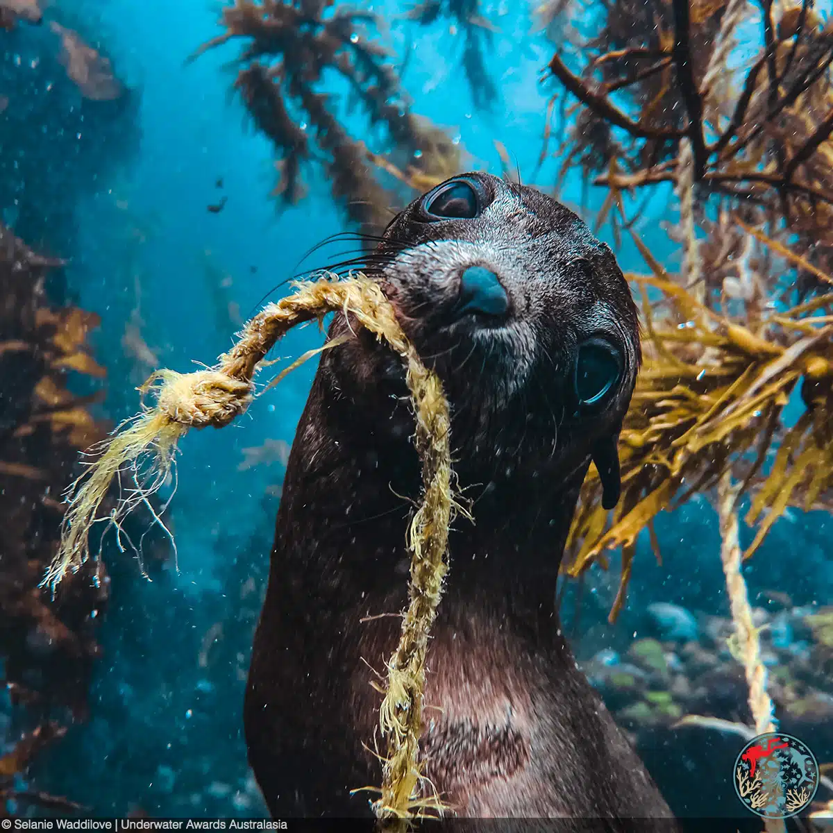 New Zealand fur seal (Arctocephalus forsteri) pup with a rope in its mouth