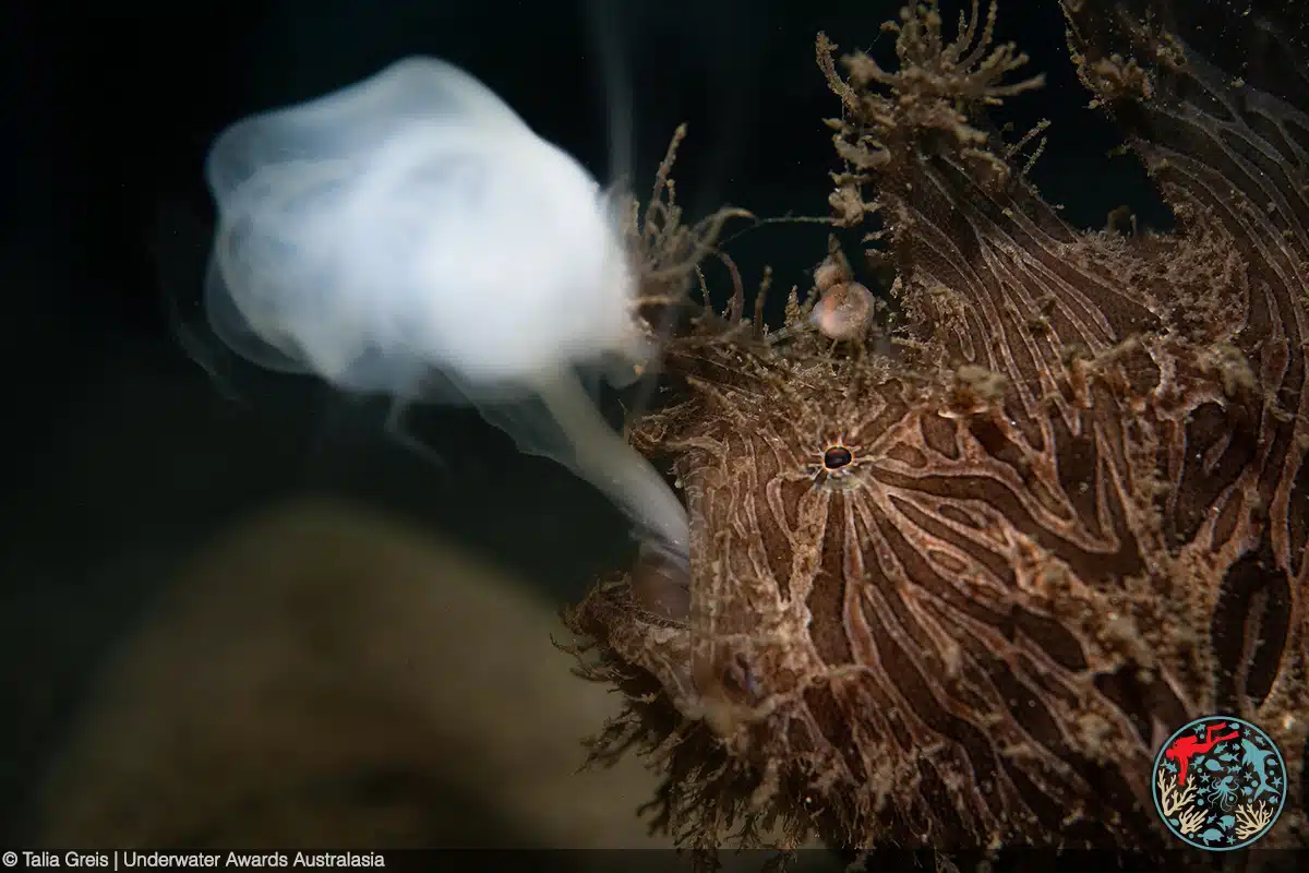 Striated anglerfish regurgitating a smoke-like substance after eating