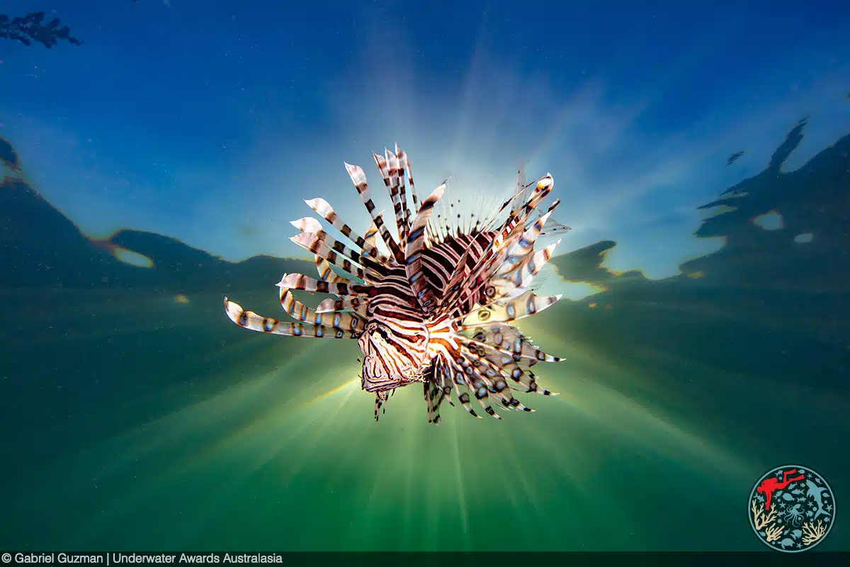 Lionfish toward top of the water with sunlight behind it