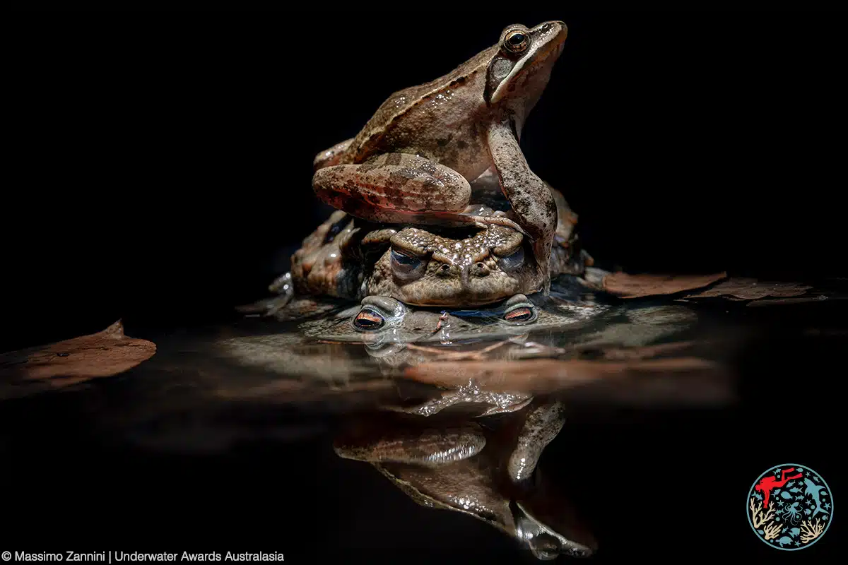 Two common toads mating in a puddle