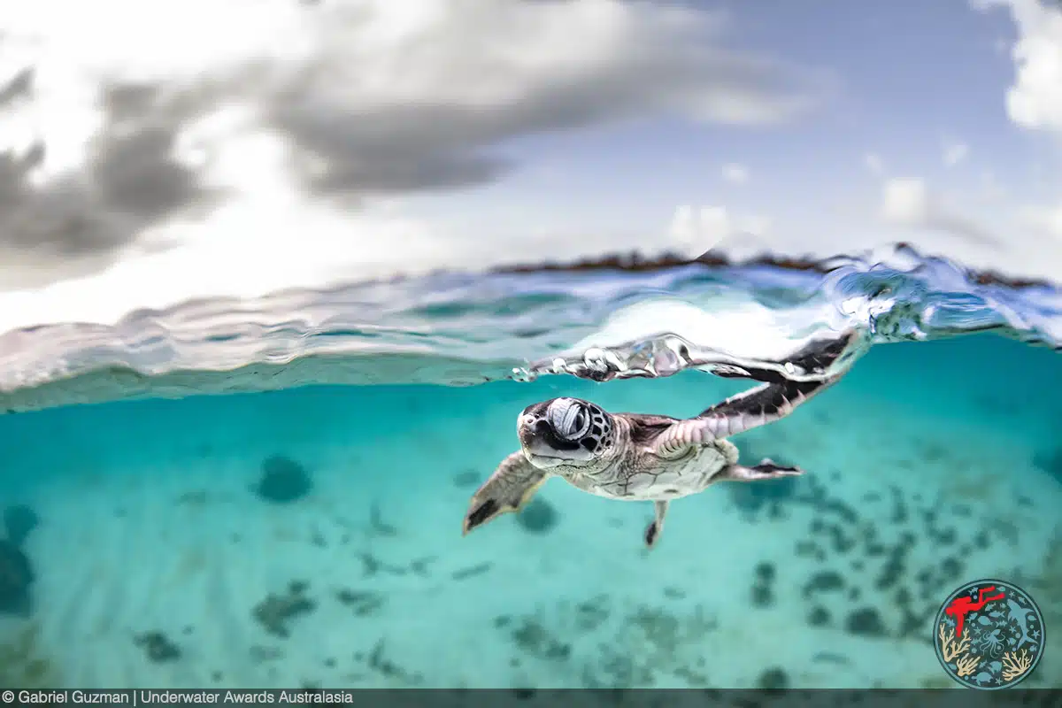 Baby turltle swimming in the waters of Heron Island