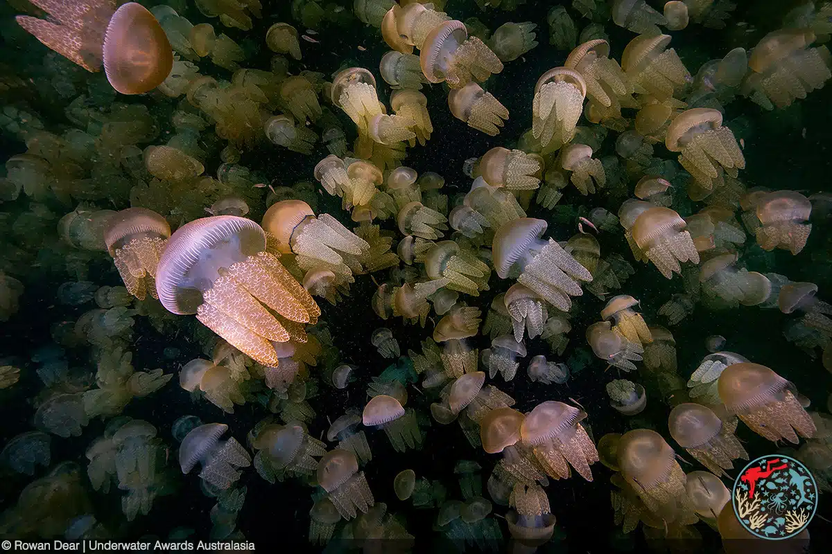 Jellyfish gathered in the bay of one of Sydney's popular beaches