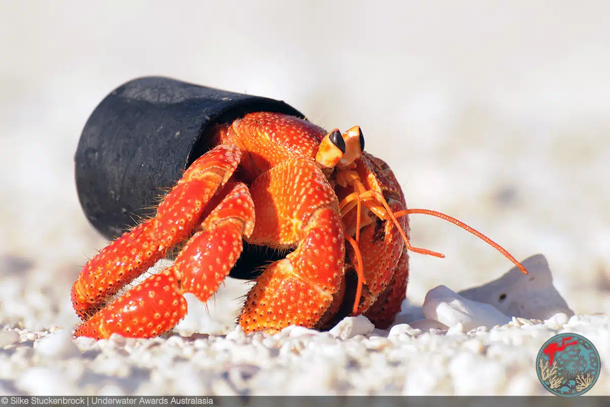 Hermit crab using a plastic lid as a shell