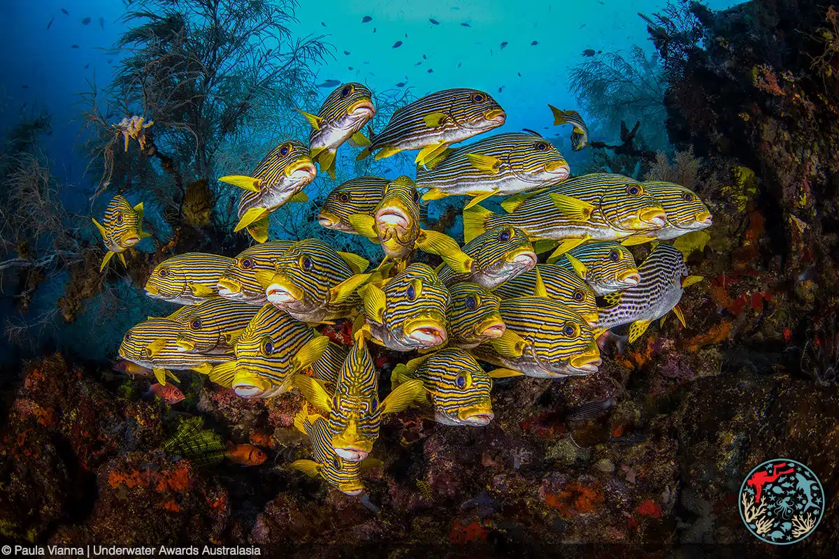 School of ribboned sweetlips