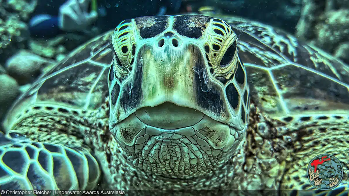 Portrait of a green sea turtle in the Philippines