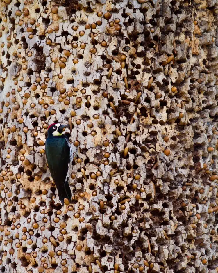 Acorn Woodpecker Granary 