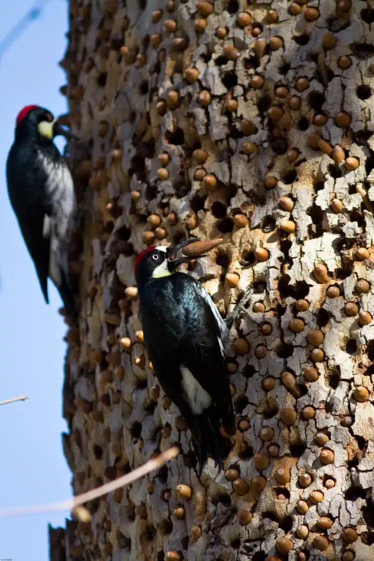 Acorn Woodpecker Granary 