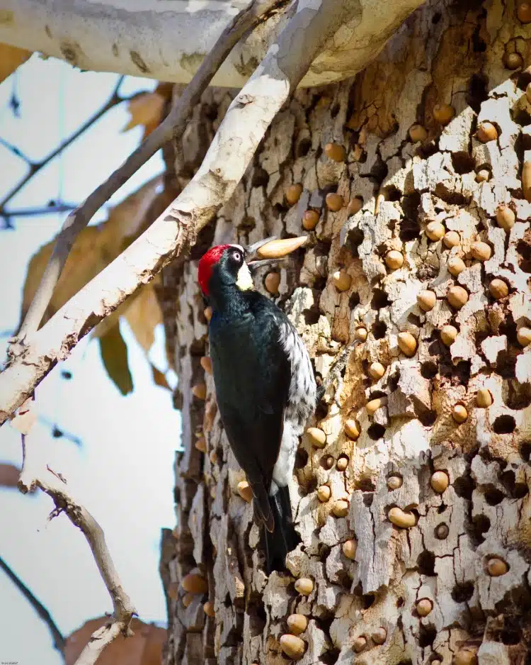 Acorn Woodpecker Granary 