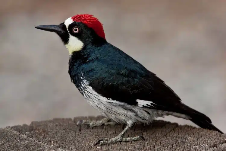 Acorn Woodpecker