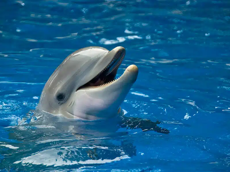 bottlenose dolphin nonverbal communication smiling expression