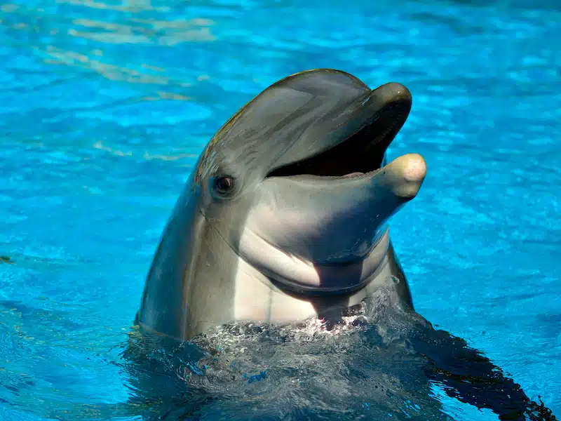 bottlenose dolphin nonverbal communication smiling expression