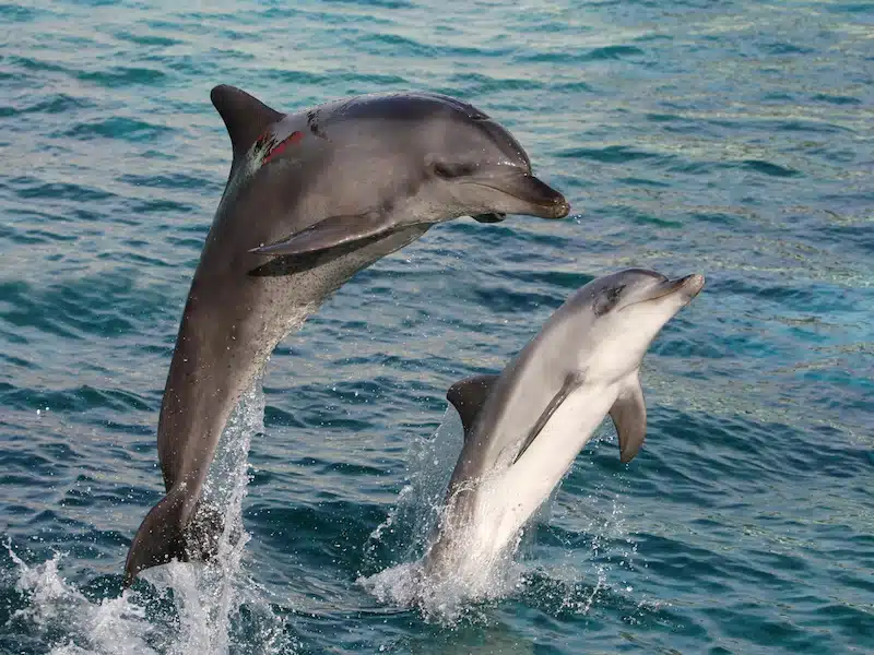 bottlenose dolphin nonverbal communication smiling expression