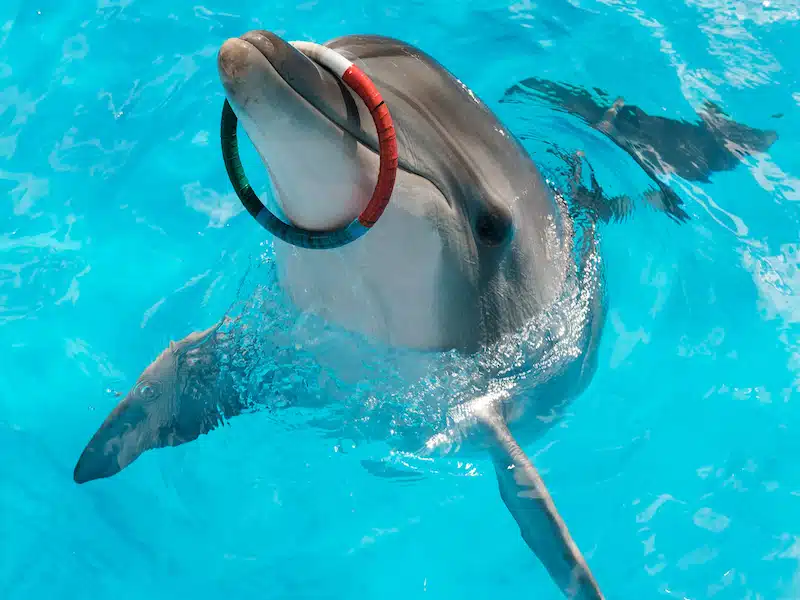 bottlenose dolphin nonverbal communication smiling expression