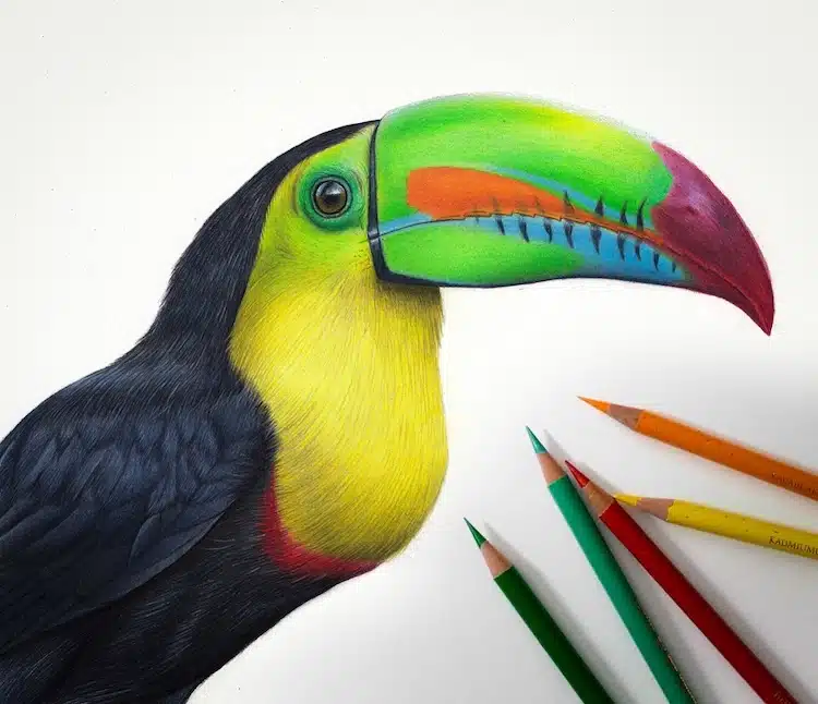 Bird Drawings by Claire Milligan