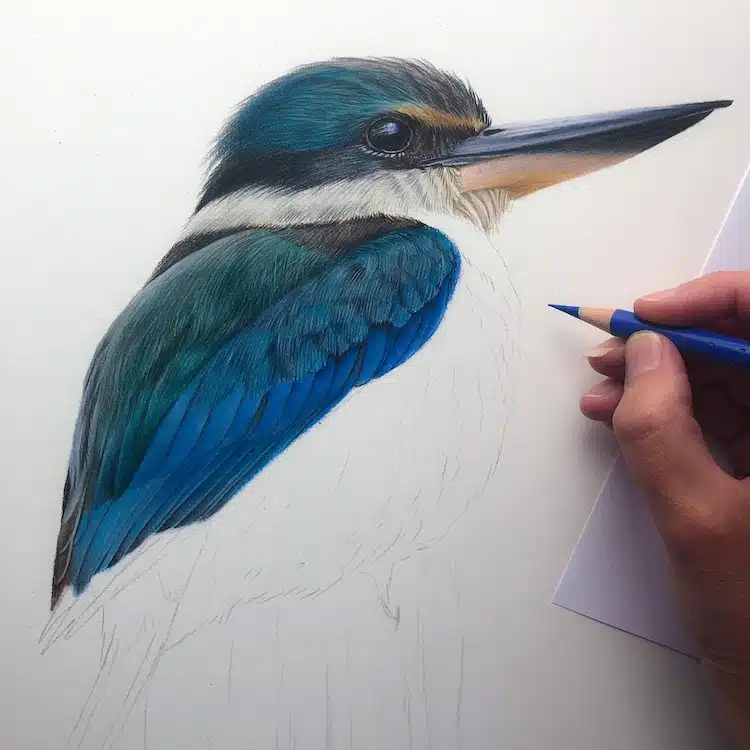 Bird Drawings by Claire Milligan