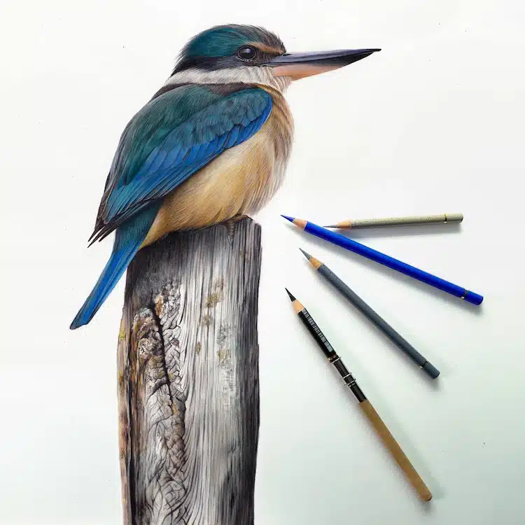 Bird Drawings by Claire Milligan